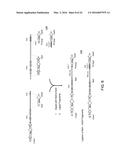 Human Lambda Light Chain Mice diagram and image