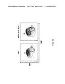 Human Lambda Light Chain Mice diagram and image