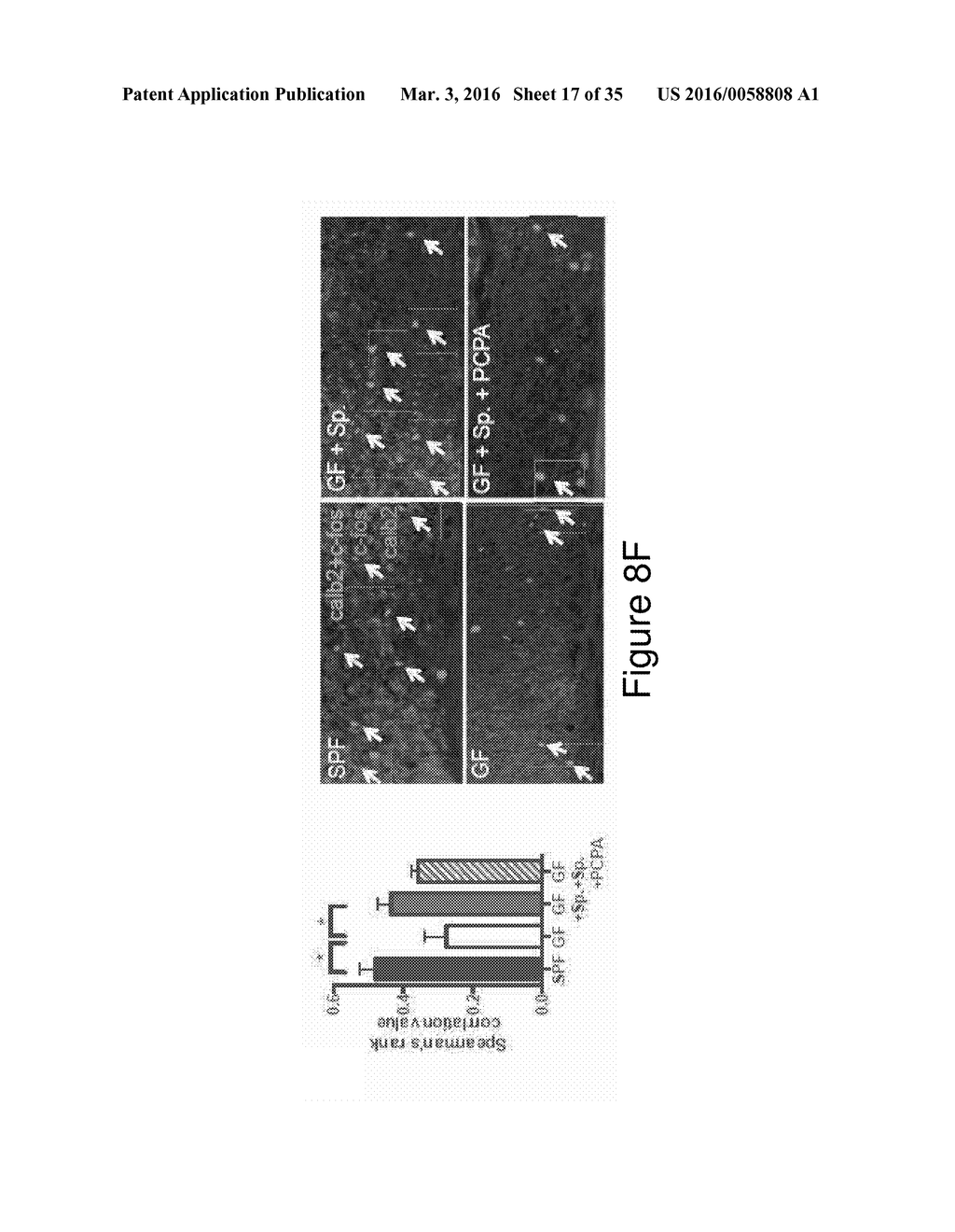 MICROBE-BASED MODULATION OF SEROTONIN BIOSYNTHESIS - diagram, schematic, and image 18