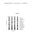 Pea (Pisum sativum L.) Seed Coats and Seed Coat Fractions diagram and image