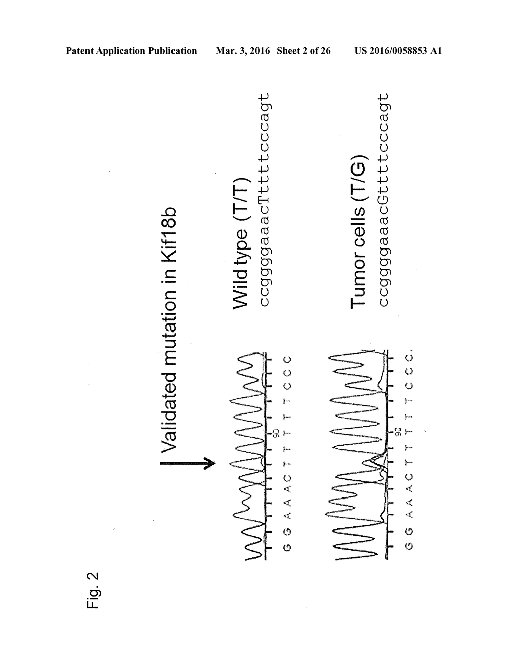 INDIVIDUALIZED VACCINES FOR CANCER - diagram, schematic, and image 03