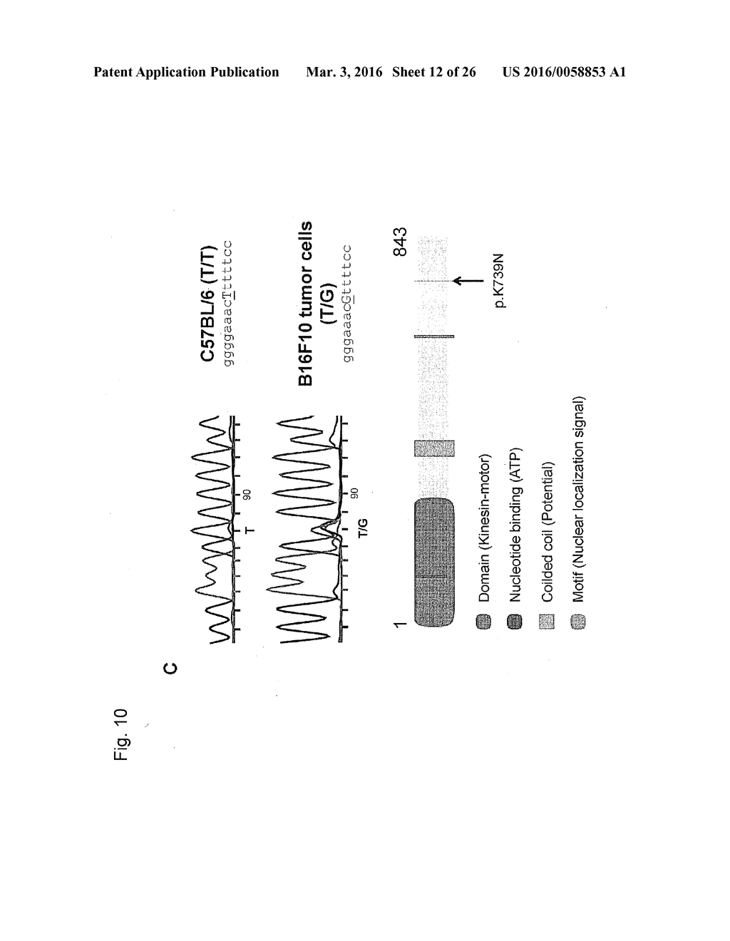 INDIVIDUALIZED VACCINES FOR CANCER - diagram, schematic, and image 13