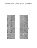 CROSSLINKED CHITOSAN-LACTIDE HYDROGELS diagram and image