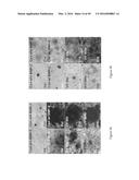 CROSSLINKED CHITOSAN-LACTIDE HYDROGELS diagram and image