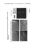 CROSSLINKED CHITOSAN-LACTIDE HYDROGELS diagram and image