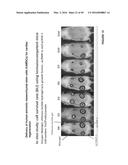 CROSSLINKED CHITOSAN-LACTIDE HYDROGELS diagram and image