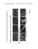 CROSSLINKED CHITOSAN-LACTIDE HYDROGELS diagram and image