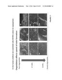 CROSSLINKED CHITOSAN-LACTIDE HYDROGELS diagram and image