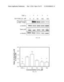 COMPOUNDS FOR TREATMENT OF ANGIOGENESIS-MEDIATED DISEASES diagram and image