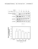 COMPOUNDS FOR TREATMENT OF ANGIOGENESIS-MEDIATED DISEASES diagram and image