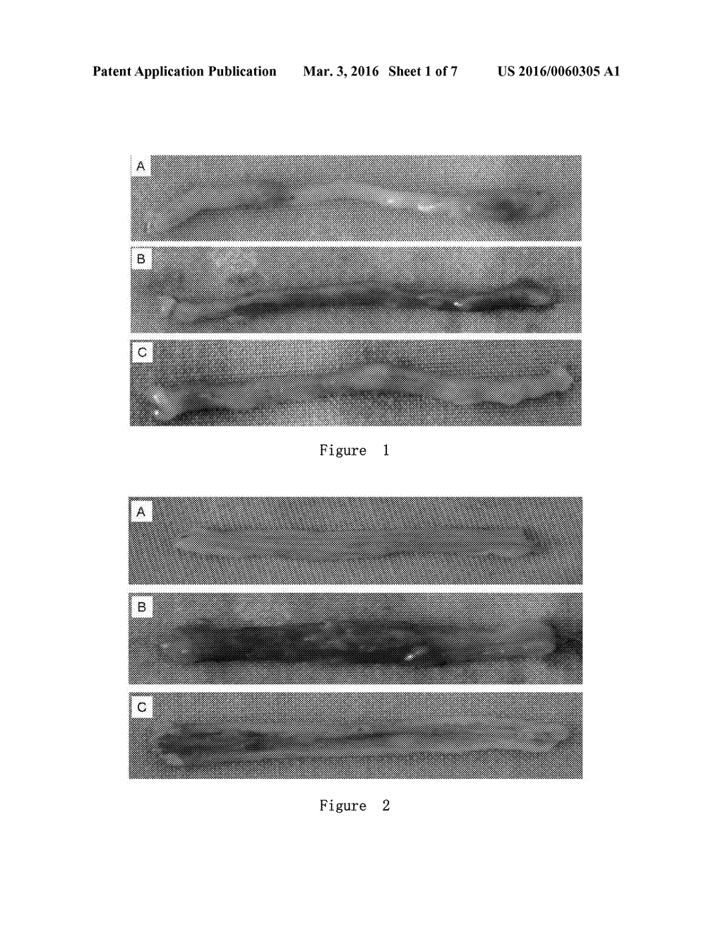 USE OF SALMONELLA FLAGELLIN DERIVATIVE IN PREPARATION OF DRUG FOR     PREVENTING AND TREATING INFLAMMATORY BOWEL DISEASES - diagram, schematic, and image 02