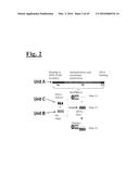 TARGETING TRASTUZUMAB-RESISTANT HER2+ BREAST CANCER WITH A HER3-TARGETING     NANOPARTICLE diagram and image