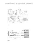 TARGETING TRASTUZUMAB-RESISTANT HER2+ BREAST CANCER WITH A HER3-TARGETING     NANOPARTICLE diagram and image