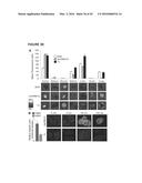 TARGETING TRASTUZUMAB-RESISTANT HER2+ BREAST CANCER WITH A HER3-TARGETING     NANOPARTICLE diagram and image