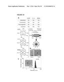 TARGETING TRASTUZUMAB-RESISTANT HER2+ BREAST CANCER WITH A HER3-TARGETING     NANOPARTICLE diagram and image