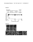 TARGETING TRASTUZUMAB-RESISTANT HER2+ BREAST CANCER WITH A HER3-TARGETING     NANOPARTICLE diagram and image