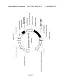 TROPHIC HORMONE FUSION PROTEIN, PREPARATION METHOD AND APPLICATION THEREOF diagram and image