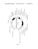 TROPHIC HORMONE FUSION PROTEIN, PREPARATION METHOD AND APPLICATION THEREOF diagram and image