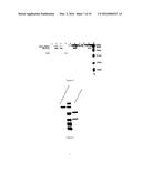 TROPHIC HORMONE FUSION PROTEIN, PREPARATION METHOD AND APPLICATION THEREOF diagram and image