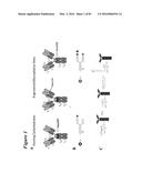 SITE-SPECIFIC GLYCOENGINEERING OF TARGETING MOIETIES diagram and image