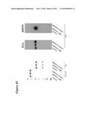 SITE-SPECIFIC GLYCOENGINEERING OF TARGETING MOIETIES diagram and image