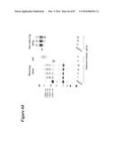 SITE-SPECIFIC GLYCOENGINEERING OF TARGETING MOIETIES diagram and image