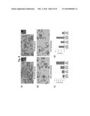 METHOD FOR INDUCING HEMOBLAST DIFFERENTIATION diagram and image