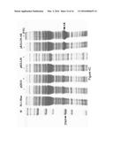 Positive-Selection Cloning and Expression Vector Based on the Toxicity of     Killin diagram and image