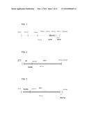 Coryneform Bacterium and Method for Producing Heterologous Fusion Proteins diagram and image