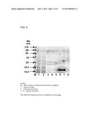 Coryneform Bacterium and Method for Producing Heterologous Fusion Proteins diagram and image