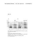 Coryneform Bacterium and Method for Producing Heterologous Fusion Proteins diagram and image