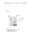 Coryneform Bacterium and Method for Producing Heterologous Fusion Proteins diagram and image