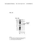 Coryneform Bacterium and Method for Producing Heterologous Fusion Proteins diagram and image