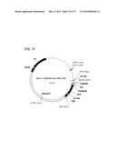 Coryneform Bacterium and Method for Producing Heterologous Fusion Proteins diagram and image