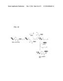 Coryneform Bacterium and Method for Producing Heterologous Fusion Proteins diagram and image