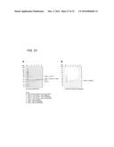 Coryneform Bacterium and Method for Producing Heterologous Fusion Proteins diagram and image