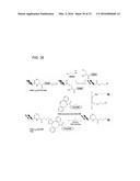 Coryneform Bacterium and Method for Producing Heterologous Fusion Proteins diagram and image