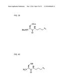 Coryneform Bacterium and Method for Producing Heterologous Fusion Proteins diagram and image