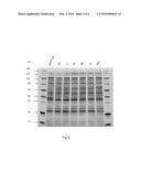 PREMETHYLATION OF DNA FOR HIGH EFFICIENCY TRANSFORMATION OF CYANOBACTERIA diagram and image