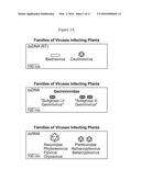 SYSTEM FOR EXPRESSION OF GENES IN PLANTS diagram and image