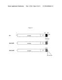 SYSTEM FOR EXPRESSION OF GENES IN PLANTS diagram and image