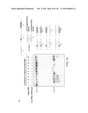 METHODS AND COMPOSITIONS FOR RNA-DIRECTED TARGET DNA MODIFICATION AND FOR     RNA-DIRECTED MODULATION OF TRANSCRIPTION diagram and image