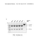 METHODS AND COMPOSITIONS FOR RNA-DIRECTED TARGET DNA MODIFICATION AND FOR     RNA-DIRECTED MODULATION OF TRANSCRIPTION diagram and image