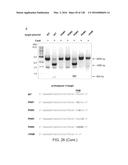 METHODS AND COMPOSITIONS FOR RNA-DIRECTED TARGET DNA MODIFICATION AND FOR     RNA-DIRECTED MODULATION OF TRANSCRIPTION diagram and image