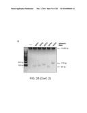 METHODS AND COMPOSITIONS FOR RNA-DIRECTED TARGET DNA MODIFICATION AND FOR     RNA-DIRECTED MODULATION OF TRANSCRIPTION diagram and image