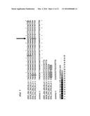 STRATEGIES FOR HIGH THROUGHPUT IDENTIFICATION AND DETECTION OF     POLYMORPHISMS diagram and image