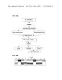 STRATEGIES FOR HIGH THROUGHPUT IDENTIFICATION AND DETECTION OF     POLYMORPHISMS diagram and image