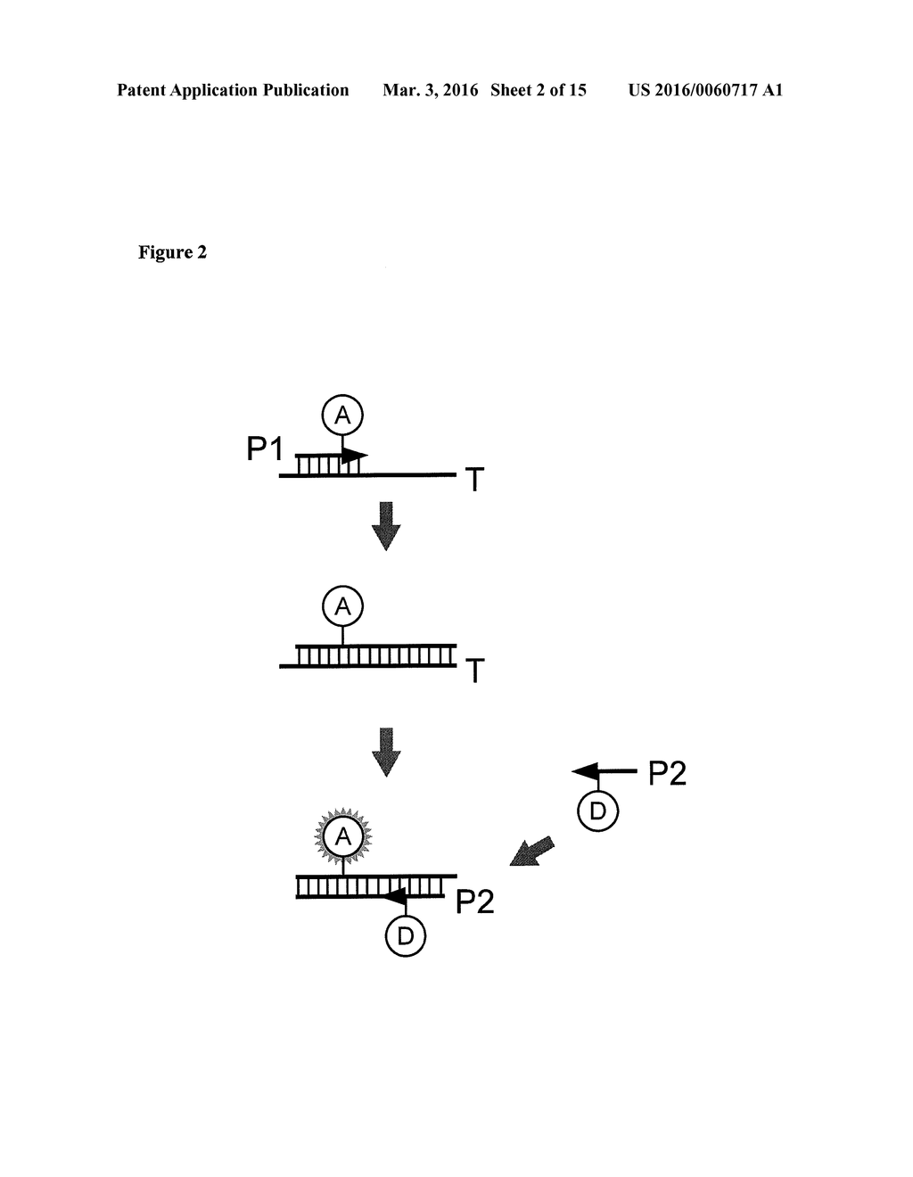 Amplification and Sequencing of Transrenal Nucleic Acids - diagram, schematic, and image 03