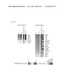 SYSTEM FOR PREDICTING PROGNOSIS OF LOCALLY ADVANCED GASTRIC CANCER diagram and image