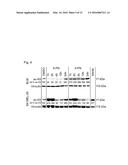 PHARMACEUTICAL COMPOSITION diagram and image